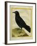 Crow-Georges-Louis Buffon-Framed Giclee Print