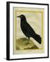 Crow-Georges-Louis Buffon-Framed Giclee Print