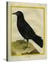 Crow-Georges-Louis Buffon-Stretched Canvas