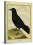 Crow-Georges-Louis Buffon-Stretched Canvas