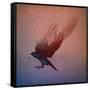 crow-Johan Lilja-Framed Stretched Canvas