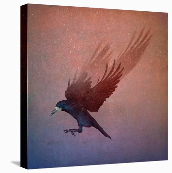 crow-Johan Lilja-Stretched Canvas