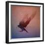 crow-Johan Lilja-Framed Giclee Print