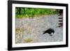 Crow-André Burian-Framed Photographic Print