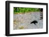 Crow-André Burian-Framed Photographic Print