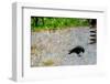 Crow-André Burian-Framed Photographic Print