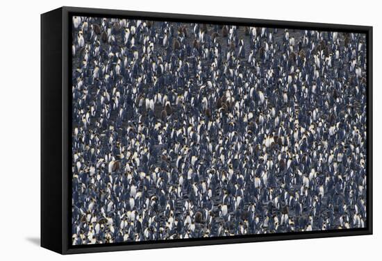 Crowd of King Penguins-DLILLC-Framed Stretched Canvas