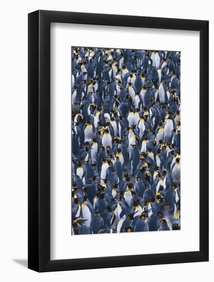 Crowd of King Penguins-DLILLC-Framed Photographic Print