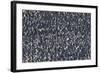 Crowd of King Penguins-DLILLC-Framed Photographic Print