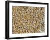 Crowded-Keren Or-Framed Photographic Print