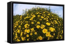 Crown Daisies (Glebionis Coronarium) Flowering, Cyprus, April 2009-Lilja-Framed Stretched Canvas