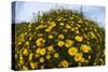 Crown Daisies (Glebionis Coronarium) Flowering, Cyprus, April 2009-Lilja-Stretched Canvas