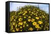 Crown Daisies (Glebionis Coronarium) Flowering, Cyprus, April 2009-Lilja-Framed Stretched Canvas