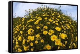 Crown Daisies (Glebionis Coronarium) Flowering, Cyprus, April 2009-Lilja-Framed Stretched Canvas