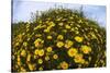 Crown Daisies (Glebionis Coronarium) Flowering, Cyprus, April 2009-Lilja-Stretched Canvas