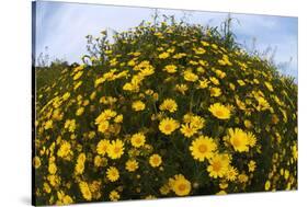 Crown Daisies (Glebionis Coronarium) Flowering, Cyprus, April 2009-Lilja-Stretched Canvas