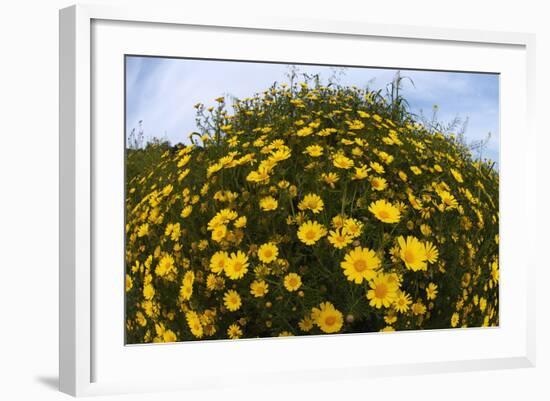 Crown Daisies (Glebionis Coronarium) Flowering, Cyprus, April 2009-Lilja-Framed Photographic Print
