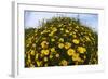 Crown Daisies (Glebionis Coronarium) Flowering, Cyprus, April 2009-Lilja-Framed Photographic Print