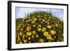 Crown Daisies (Glebionis Coronarium) Flowering, Cyprus, April 2009-Lilja-Framed Photographic Print