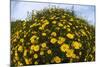 Crown Daisies (Glebionis Coronarium) Flowering, Cyprus, April 2009-Lilja-Mounted Photographic Print