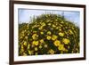 Crown Daisies (Glebionis Coronarium) Flowering, Cyprus, April 2009-Lilja-Framed Photographic Print