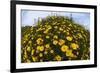 Crown Daisies (Glebionis Coronarium) Flowering, Cyprus, April 2009-Lilja-Framed Photographic Print