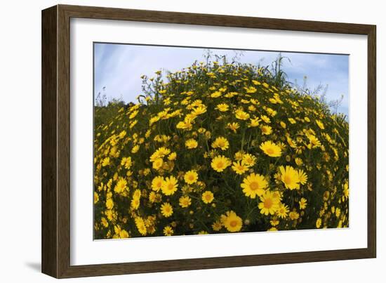 Crown Daisies (Glebionis Coronarium) Flowering, Cyprus, April 2009-Lilja-Framed Photographic Print