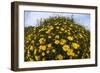 Crown Daisies (Glebionis Coronarium) Flowering, Cyprus, April 2009-Lilja-Framed Photographic Print