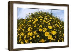 Crown Daisies (Glebionis Coronarium) Flowering, Cyprus, April 2009-Lilja-Framed Photographic Print