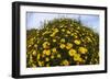 Crown Daisies (Glebionis Coronarium) Flowering, Cyprus, April 2009-Lilja-Framed Photographic Print