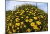 Crown Daisies (Glebionis Coronarium) Flowering, Cyprus, April 2009-Lilja-Mounted Photographic Print