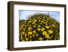 Crown Daisies (Glebionis Coronarium) Flowering, Cyprus, April 2009-Lilja-Framed Photographic Print