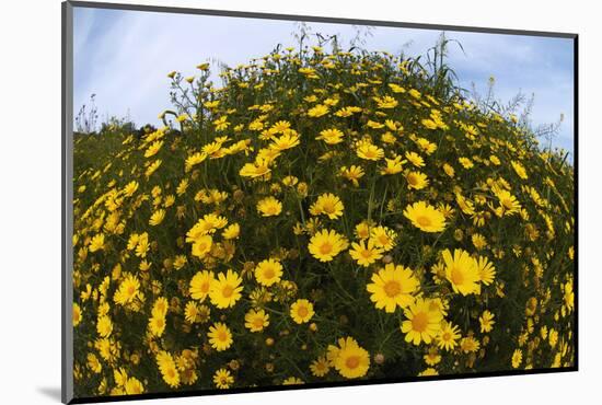 Crown Daisies (Glebionis Coronarium) Flowering, Cyprus, April 2009-Lilja-Mounted Photographic Print