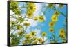 Crown daisy flowers against sky, Cyprus-Edwin Giesbers-Framed Stretched Canvas