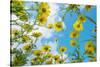 Crown daisy flowers against sky, Cyprus-Edwin Giesbers-Stretched Canvas