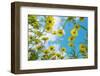 Crown daisy flowers against sky, Cyprus-Edwin Giesbers-Framed Photographic Print