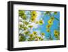 Crown daisy flowers against sky, Cyprus-Edwin Giesbers-Framed Photographic Print