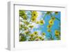 Crown daisy flowers against sky, Cyprus-Edwin Giesbers-Framed Photographic Print