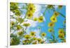 Crown daisy flowers against sky, Cyprus-Edwin Giesbers-Framed Photographic Print