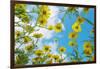 Crown daisy flowers against sky, Cyprus-Edwin Giesbers-Framed Photographic Print