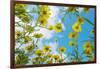 Crown daisy flowers against sky, Cyprus-Edwin Giesbers-Framed Photographic Print