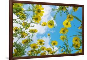 Crown daisy flowers against sky, Cyprus-Edwin Giesbers-Framed Photographic Print