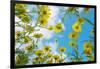 Crown daisy flowers against sky, Cyprus-Edwin Giesbers-Framed Photographic Print