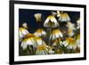 Crown Daisy (Glebionis Coronarium) Flowers, Crete, Greece, April 2009-Lilja-Framed Photographic Print