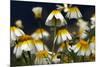 Crown Daisy (Glebionis Coronarium) Flowers, Crete, Greece, April 2009-Lilja-Mounted Photographic Print