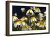 Crown Daisy (Glebionis Coronarium) Flowers, Crete, Greece, April 2009-Lilja-Framed Photographic Print