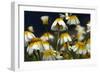 Crown Daisy (Glebionis Coronarium) Flowers, Crete, Greece, April 2009-Lilja-Framed Photographic Print