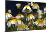 Crown Daisy (Glebionis Coronarium) Flowers, Crete, Greece, April 2009-Lilja-Mounted Photographic Print