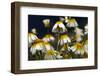 Crown Daisy (Glebionis Coronarium) Flowers, Crete, Greece, April 2009-Lilja-Framed Photographic Print