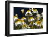 Crown Daisy (Glebionis Coronarium) Flowers, Crete, Greece, April 2009-Lilja-Framed Photographic Print